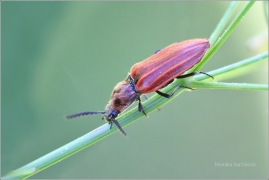 <p>KOVAŘÍK PURPUROVÝ (Anostirus purpureus) Knížecí</p>